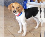 Small #3 Beagle