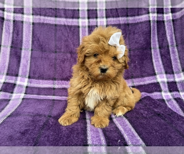 Medium Photo #2 Shih-Poo Puppy For Sale in LAKELAND, FL, USA