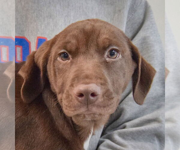 Medium Photo #6 Chocolate Labrador retriever-Unknown Mix Puppy For Sale in Huntley, IL, USA
