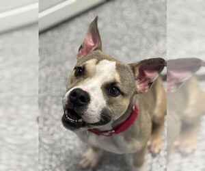 Mutt Dogs for adoption in Westminster, MD, USA