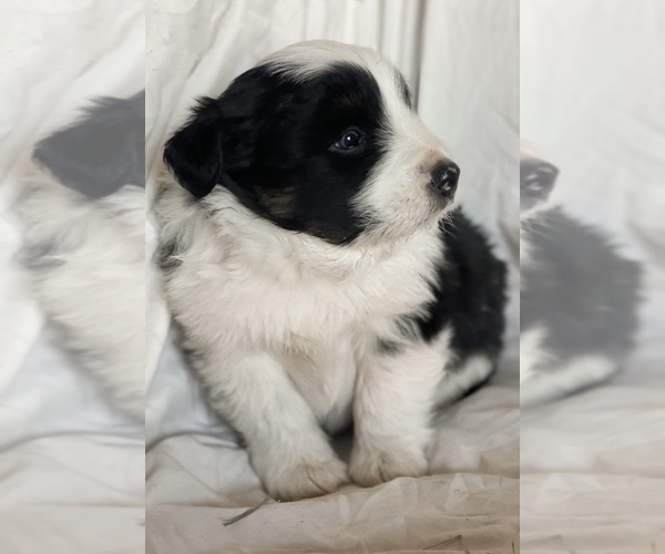 Medium Photo #9 Australian Shepherd Puppy For Sale in PELKIE, MI, USA