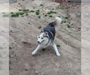 Luka - Male Siberian Husky Dog for Adoption - Photo #20
