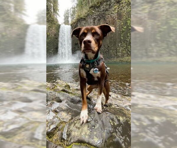 Medium Photo #4 Beagle-Unknown Mix Puppy For Sale in San Diego, CA, USA