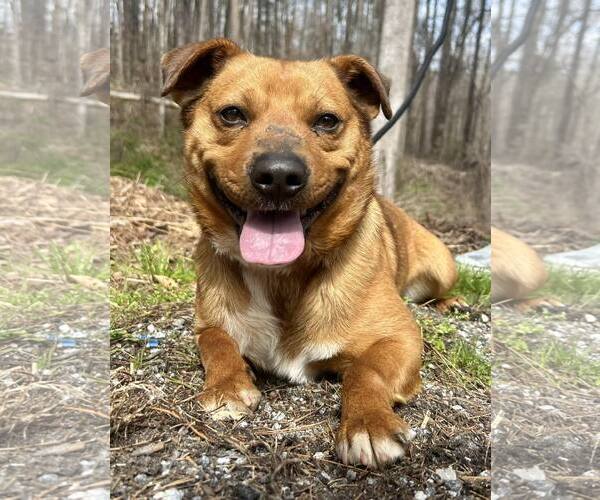 Medium Photo #2 Retriever -Unknown Mix Puppy For Sale in Clarkesville, GA, USA