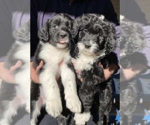F2 Aussiedoodle-Soft Coated Golden Mix Puppy for sale in LAFAYETTE, LA, USA