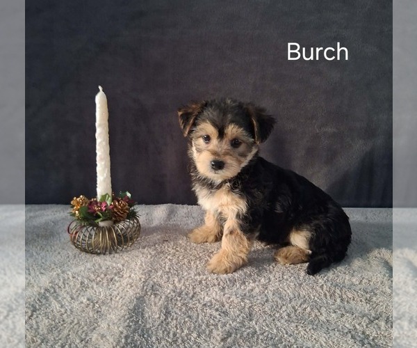 Medium Photo #2 Yo-Chon Puppy For Sale in MOUNT PLEASANT, MI, USA