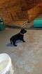 Small Photo #2 Labrador Retriever Puppy For Sale in DYERSVILLE, IA, USA