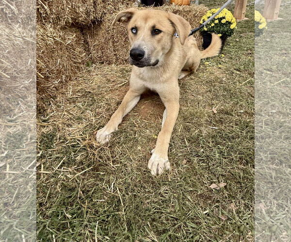 Medium Photo #16 Retriever -Unknown Mix Puppy For Sale in Rustburg, VA, USA