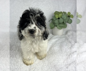 Cock-A-Poo Puppy for sale in GREENWOOD, IN, USA