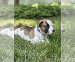Small #1 American Pit Bull Terrier Mix