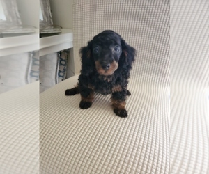 Poodle (Miniature) Puppy for sale in MERRITT ISLAND, FL, USA