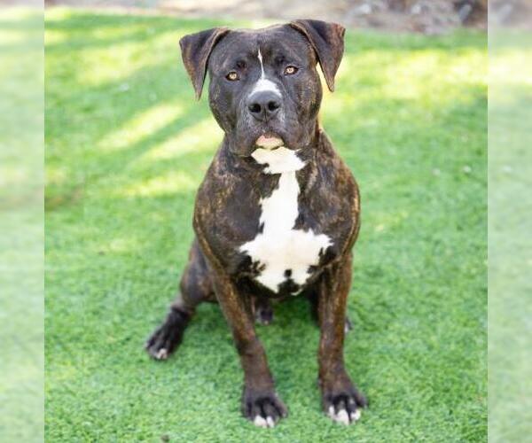 Medium Photo #1 American Pit Bull Terrier Puppy For Sale in Camarillo, CA, USA