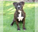 Small American Pit Bull Terrier
