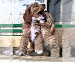 Small Photo #2 Cocker Spaniel-Poodle (Miniature) Mix Puppy For Sale in CADIZ, KY, USA
