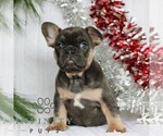 Small #5 French Bulldog