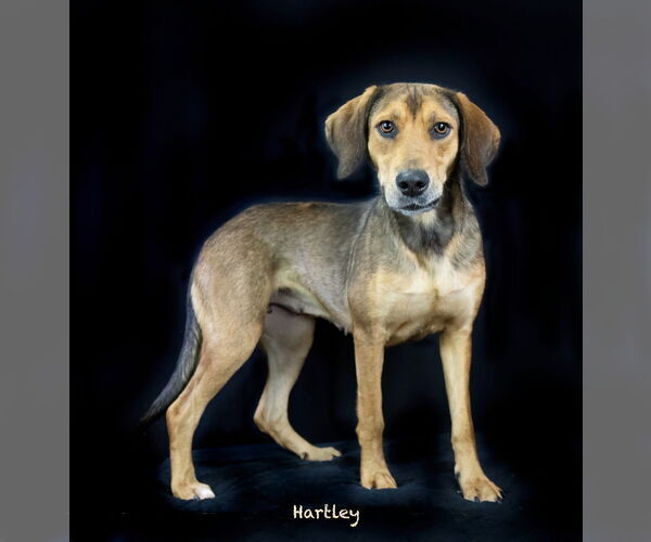 Medium Photo #1 Mutt Puppy For Sale in Hot Springs Village, AR, USA