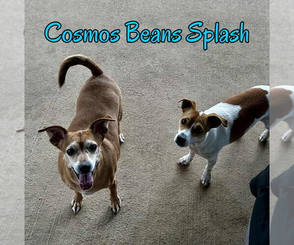 Medium Photo #34 Chiweenie Puppy For Sale in San Antonio, TX, USA