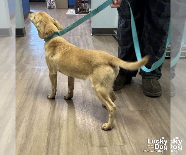 Medium Photo #2 Chihuahua-Unknown Mix Puppy For Sale in Washington, DC, USA