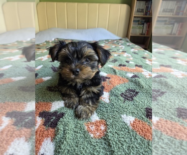 Medium Photo #42 Yorkshire Terrier Puppy For Sale in RHOADESVILLE, VA, USA