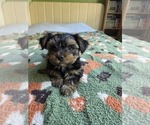 Small Photo #42 Yorkshire Terrier Puppy For Sale in RHOADESVILLE, VA, USA