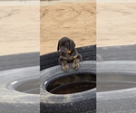 Puppy Shy guy Cane Corso-Doberman Pinscher Mix