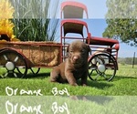 Puppy Orange boy Labrador Retriever