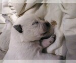 Puppy Big Bertha Australian Cattle Dog