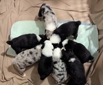 Small Photo #38 Australian Shepherd Puppy For Sale in SYLVA, NC, USA