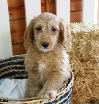 Medium Photo #1 Goldendoodle (Miniature) Puppy For Sale in MURRIETA, CA, USA
