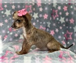 Small Photo #5 Poovanese Puppy For Sale in LAKELAND, FL, USA