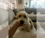 Small #7 Mutt