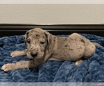 Small Photo #7 Great Dane Puppy For Sale in SHREVEPORT, LA, USA