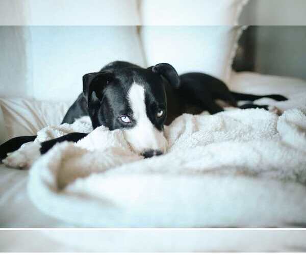 Medium Photo #10 American Staffordshire Terrier-Siberian Husky Mix Puppy For Sale in La Verne, CA, USA