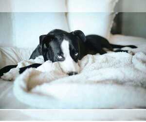 Blue - Female American Staffordshire Terrier-Siberian Husky Mix Dog for Adoption - Photo #10
