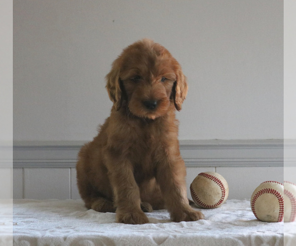 Medium Photo #1 Goldendoodle Puppy For Sale in GORDONVILLE, PA, USA