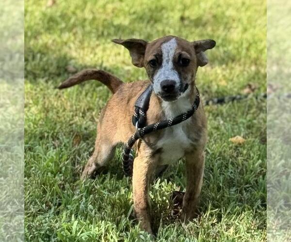 Medium Photo #2 Dachshund-Unknown Mix Puppy For Sale in Yardley, PA, USA