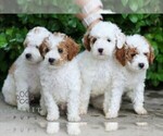 Small #2 Goldendoodle (Miniature)
