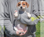 Small #3 Pug Mix