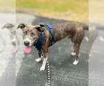 Small #22 Mountain Cur Mix