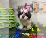 Small Photo #2 Shih Tzu Puppy For Sale in RIPLEY, MS, USA