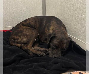 Pugsley - Male Mutt Dog for Adoption - Photo #3