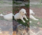 Small Photo #13 Golden Pyrenees-Great Pyrenees Mix Puppy For Sale in RAVENNA, MI, USA
