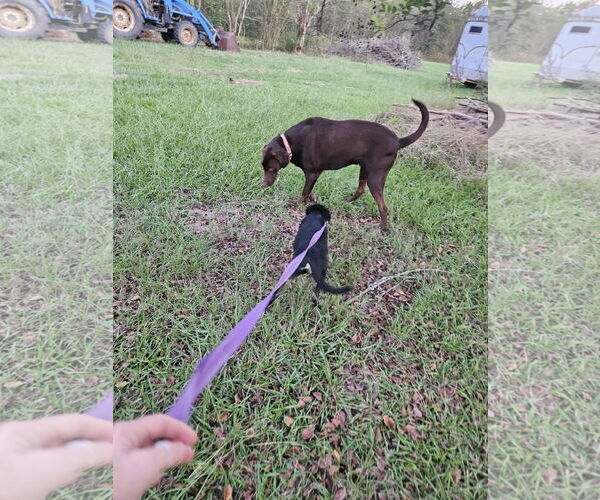 Medium Photo #8 Feist Terrier-Unknown Mix Puppy For Sale in Wakefield, RI, USA