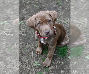Mastiff-Unknown Mix Dogs for adoption in Wakefield, RI, USA