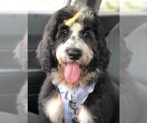 Bernedoodle Dog for Adoption in PENSACOLA, Florida USA