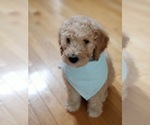 Small Photo #10 Goldendoodle Puppy For Sale in CONCORD, NC, USA