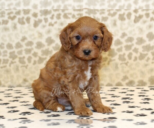 Medium Photo #4 Cavapoo Puppy For Sale in DENVER, PA, USA