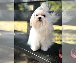 Maltese Puppy for sale in CHICAGO, IL, USA