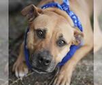 Small #3 Staffordshire Bull Terrier Mix