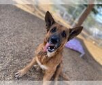 Small German Shepherd Dog